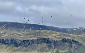 Fuglalífið enn til staðar á Álfsnesinu