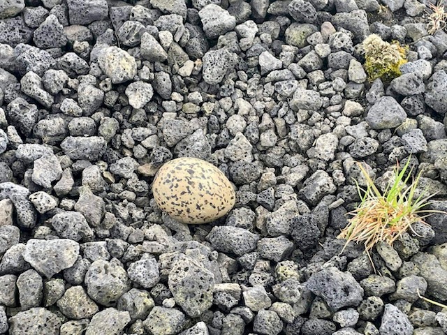 2022 alfsnes25mai04
