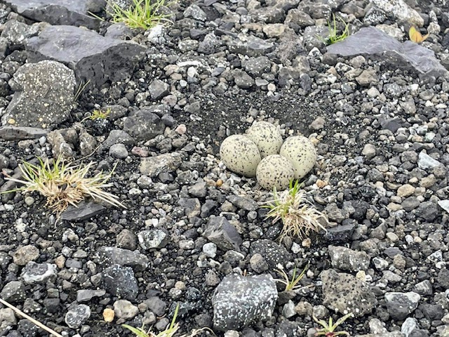 2022 alfsnes25mai05